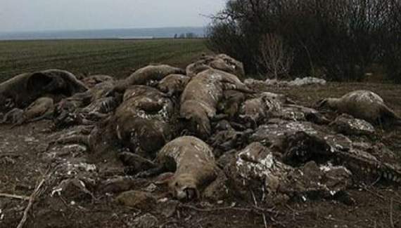 Жители восточной Украины нашли свалку трупов свиней