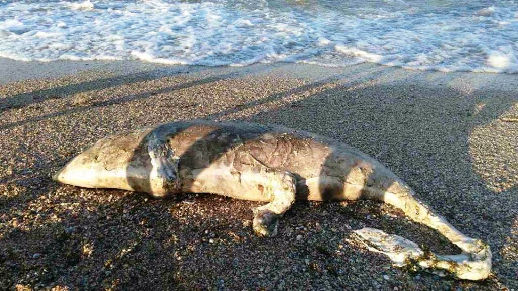 Дивне чудовисько викинуло на берег моря в Херсоні